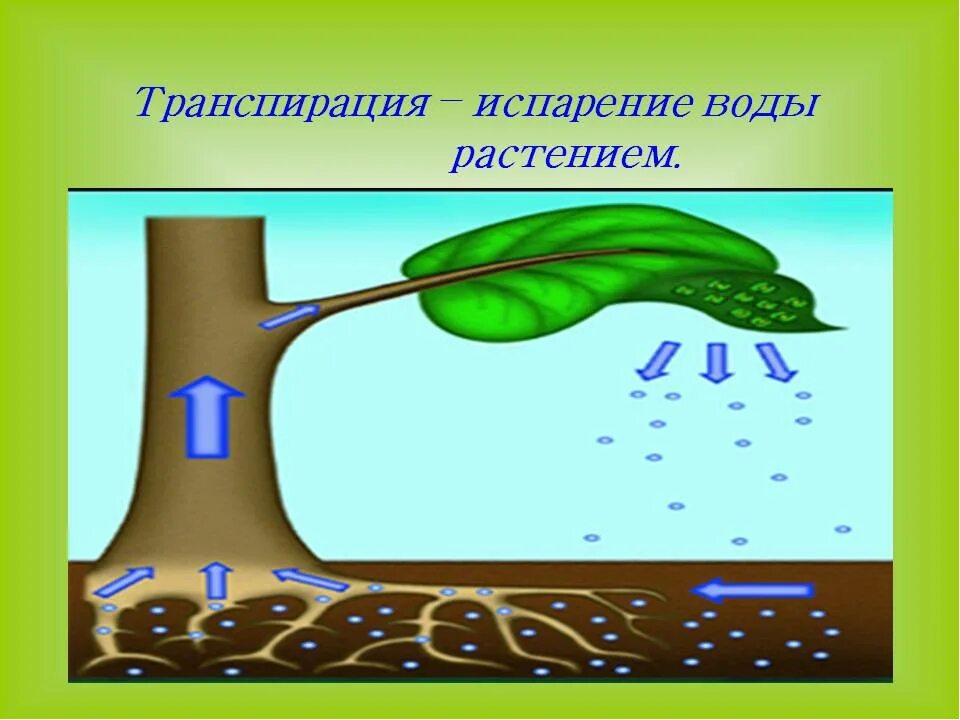 Какие функции выполняет транспирация в жизни растений. Транспирация испарение воды. функция транспирации у растений. транспирация воды у растений. испарение воды растениями через устьица..