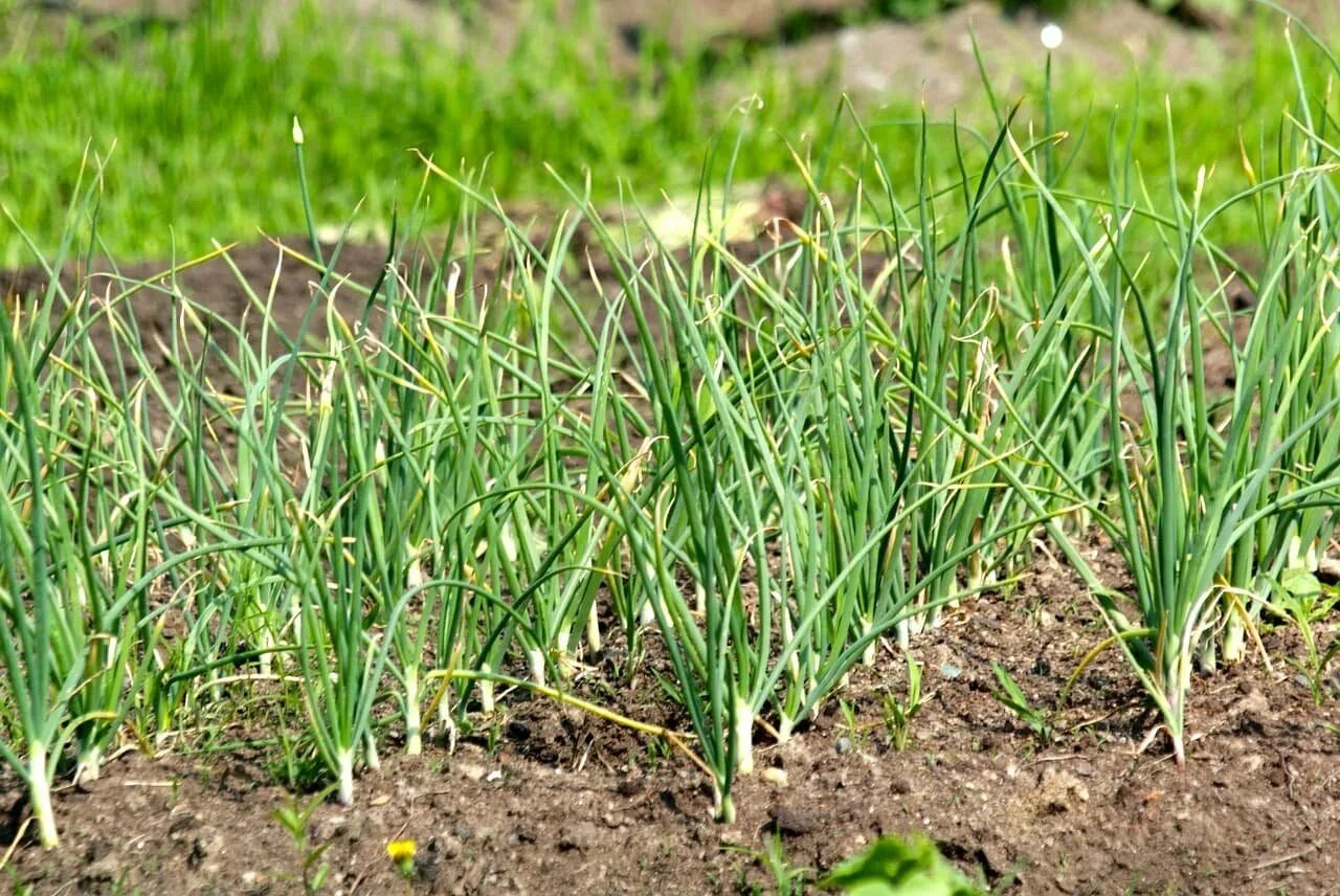 Урожай озимый чеснок. Лук шалот на зелень. Лук шалот зеленый.