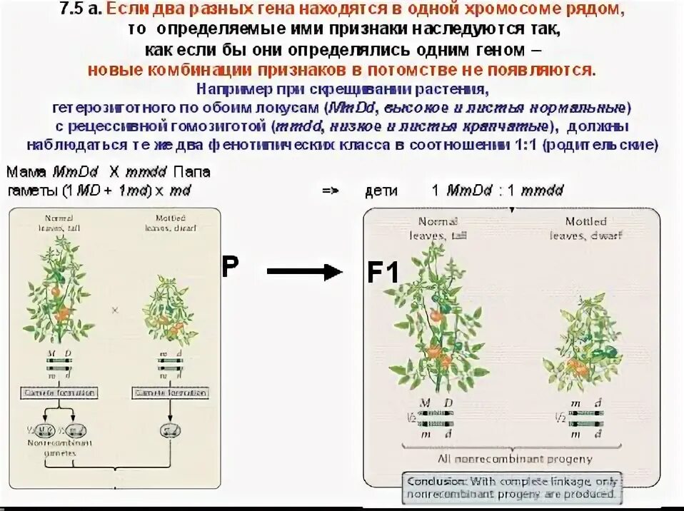 Обе пары генов расположены в разных хромосомах