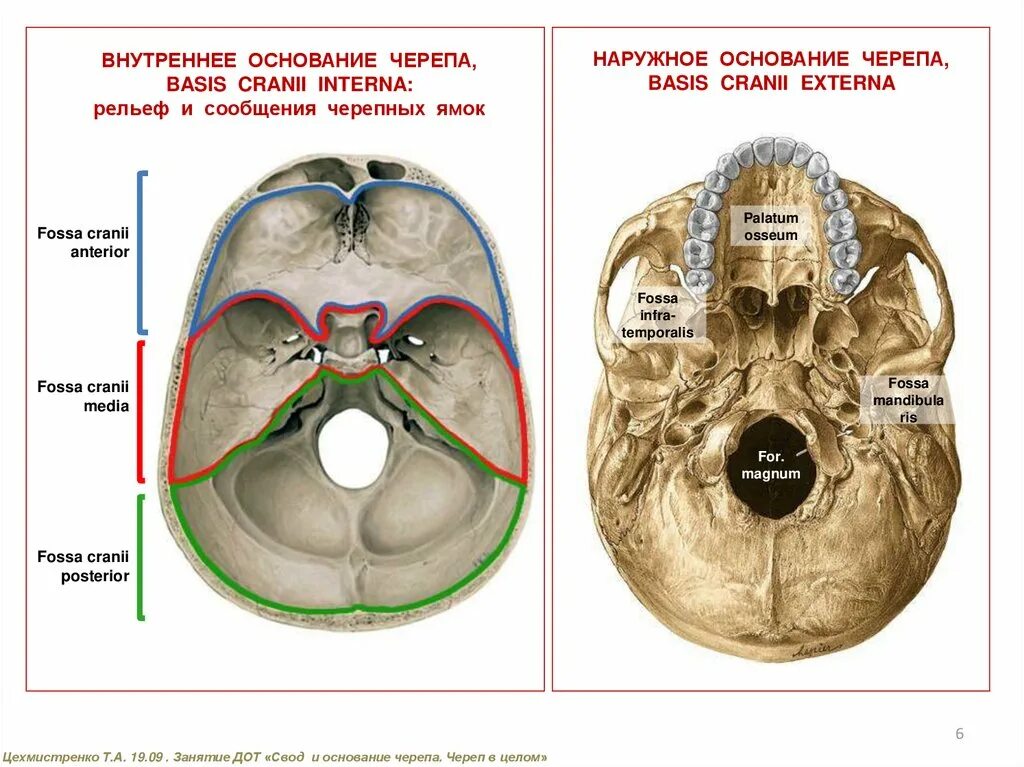 Области основания черепа. Наружное основание черепа строение анатомия. Череп строение Черепные ямки. Черепные ямки внутреннего основания черепа. Основание черепа анатомия Черепные ямки.