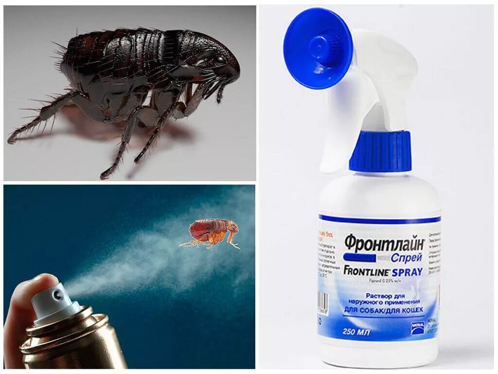 Уничтожение клопов тараканов блох. Земляные блошки в доме. Как бороться с блохами в доме. Домашние средства от блох. Методы борьбы с блохами в доме.