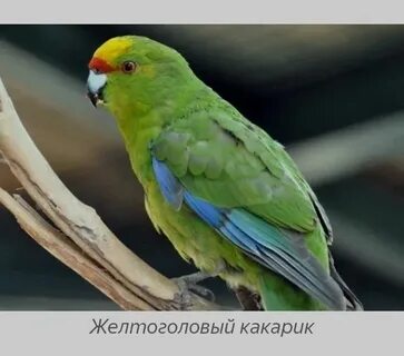 Прыгающий попугай