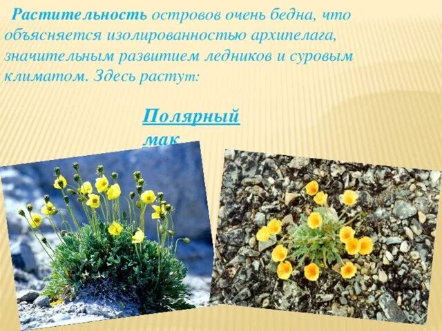 Полярный мак где растет природная зона. Где растет полярный мак. Доклад о маке. Мак растение описание. В какой зоне растет мак.