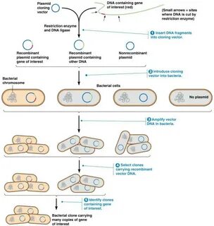 Cloning into