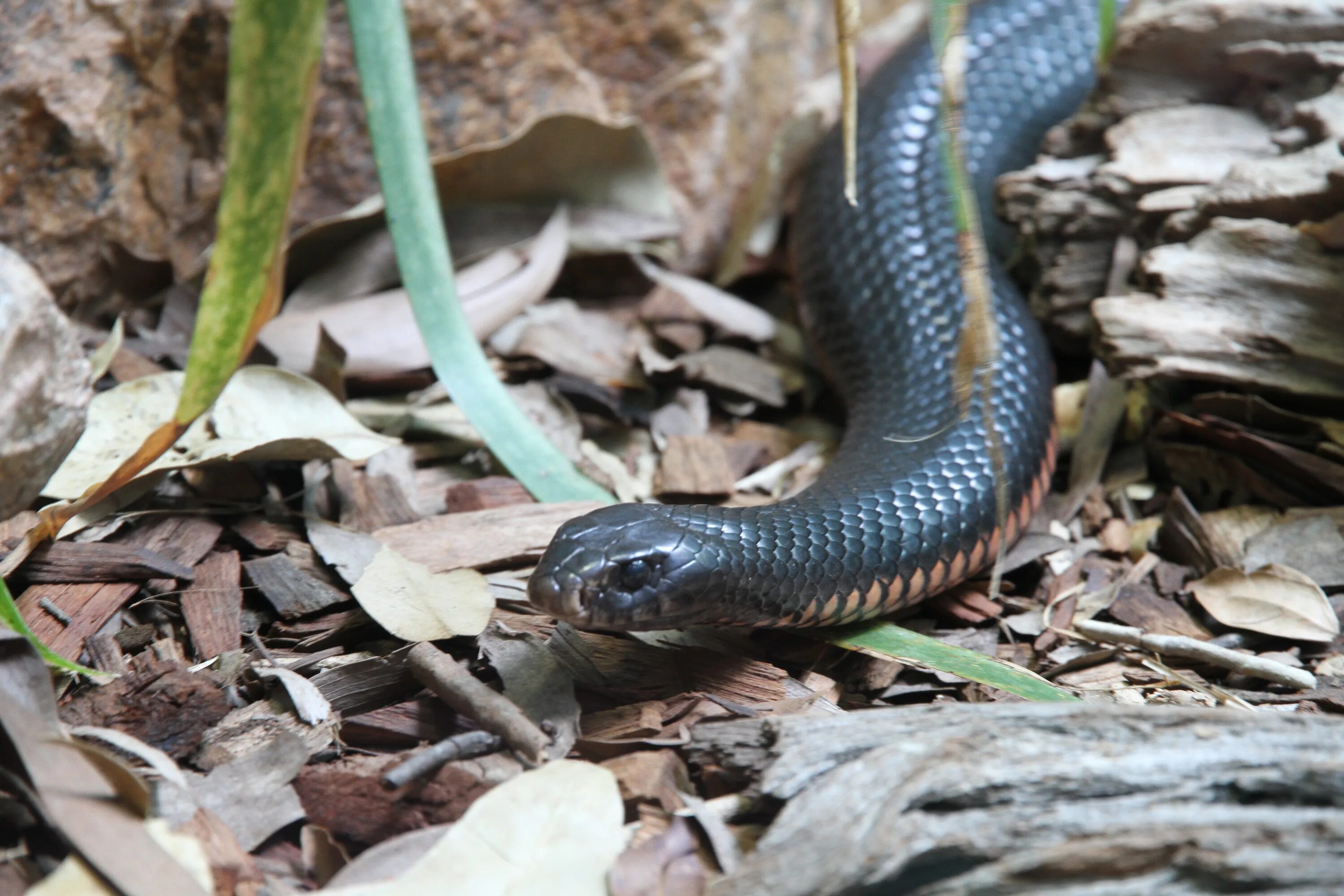 Как выглядит тайпан. Inland taipan snake. черный тайпан змея. внутренний тайпан змея. ящерица тайпан.