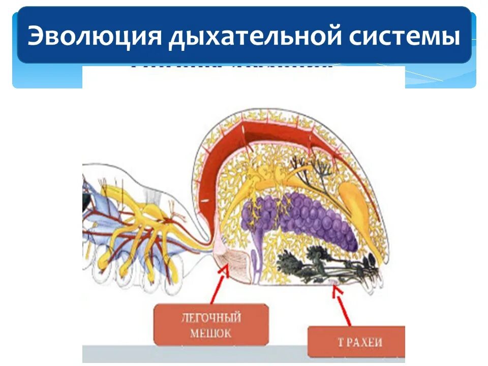 Легочные мешки у паукообразных. Эволюция дыхательной системы. дыхательная система паукообразных. система дыханияgferjj,hfpys[.