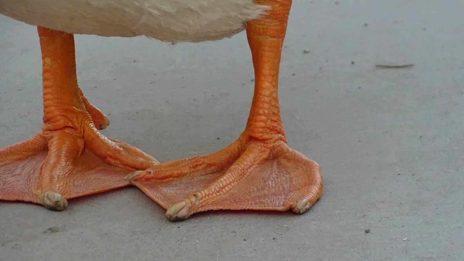 Duck feet. Ноги птиц. Ноги водоплавающих птиц. Лапки Утиные. Птичья нога.