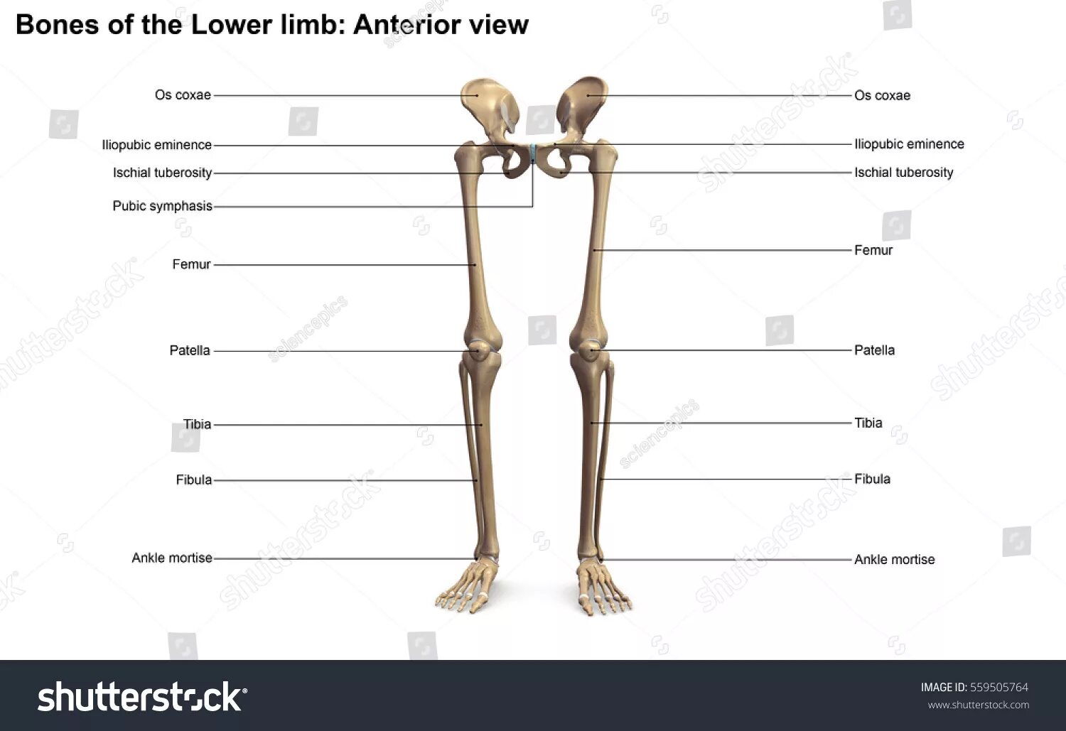 Нижние конечности на английском. Lower Limb Anatomy. Кости нижней конечности анатомия рисунок. Lower Limb Bones. Bones osu