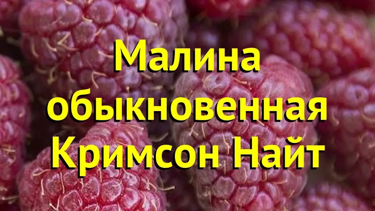 Саженцы малины кримсон найт купить в Москве по цене от 590 рублей
