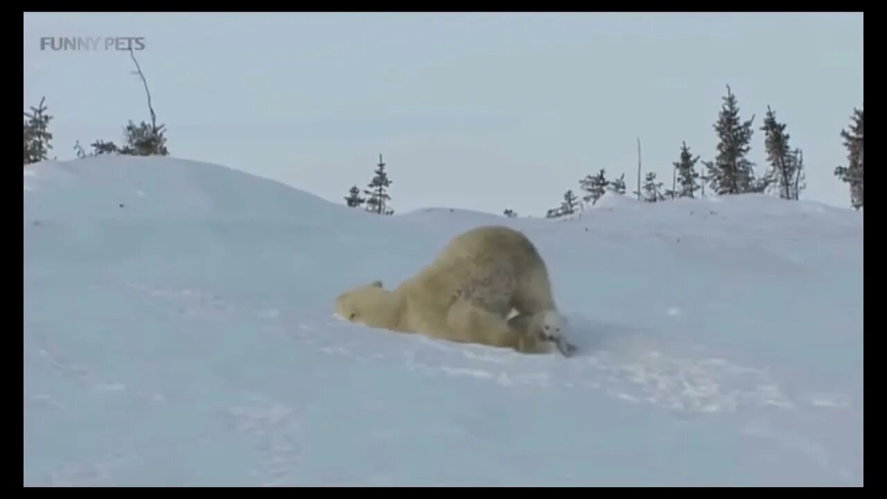 Белый медведь ползет. Медведь ползет. Белый медведь на снегу. Белый медведь ползёт по снегу.