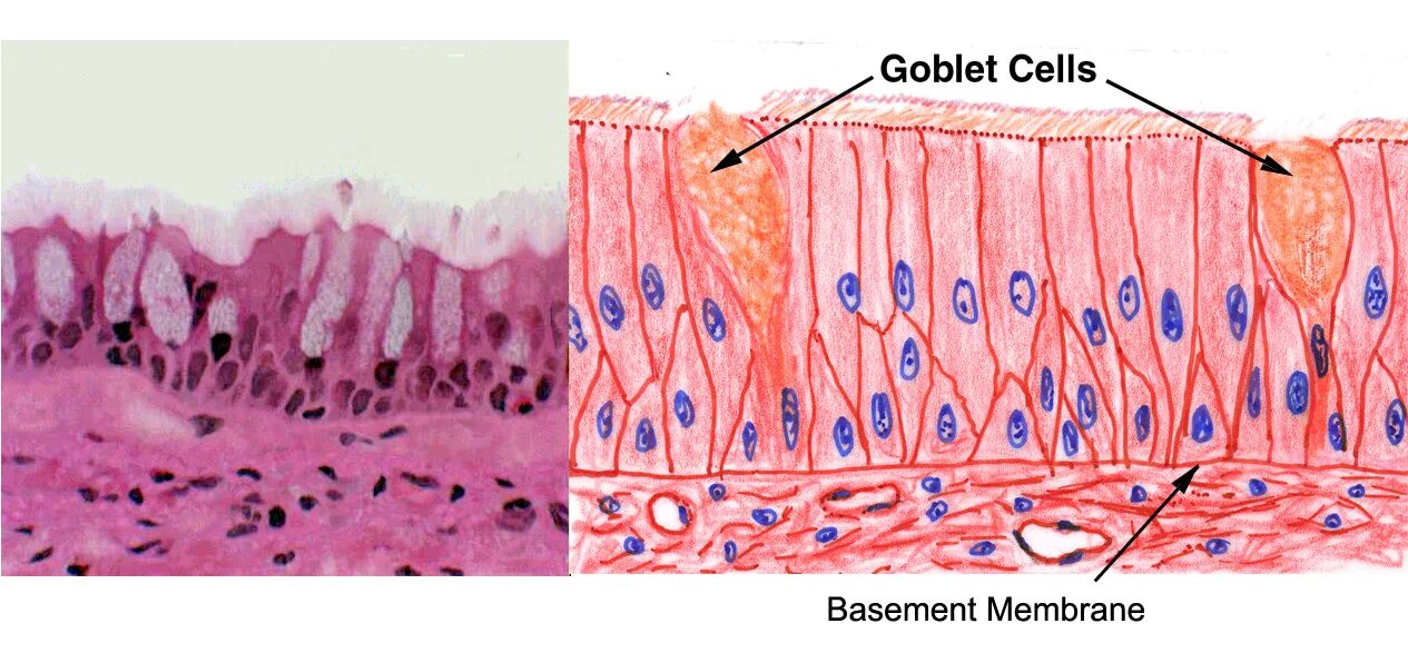 Эпителий клетки цилиндрического эпителия слизь