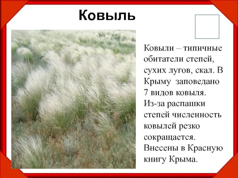 Ковыль сообщение 4 класс окружающий мир. Ковыль трава степная красная книга. доклад о растении ковыль. сообщение о растениях степи. ковыль степной зоны.