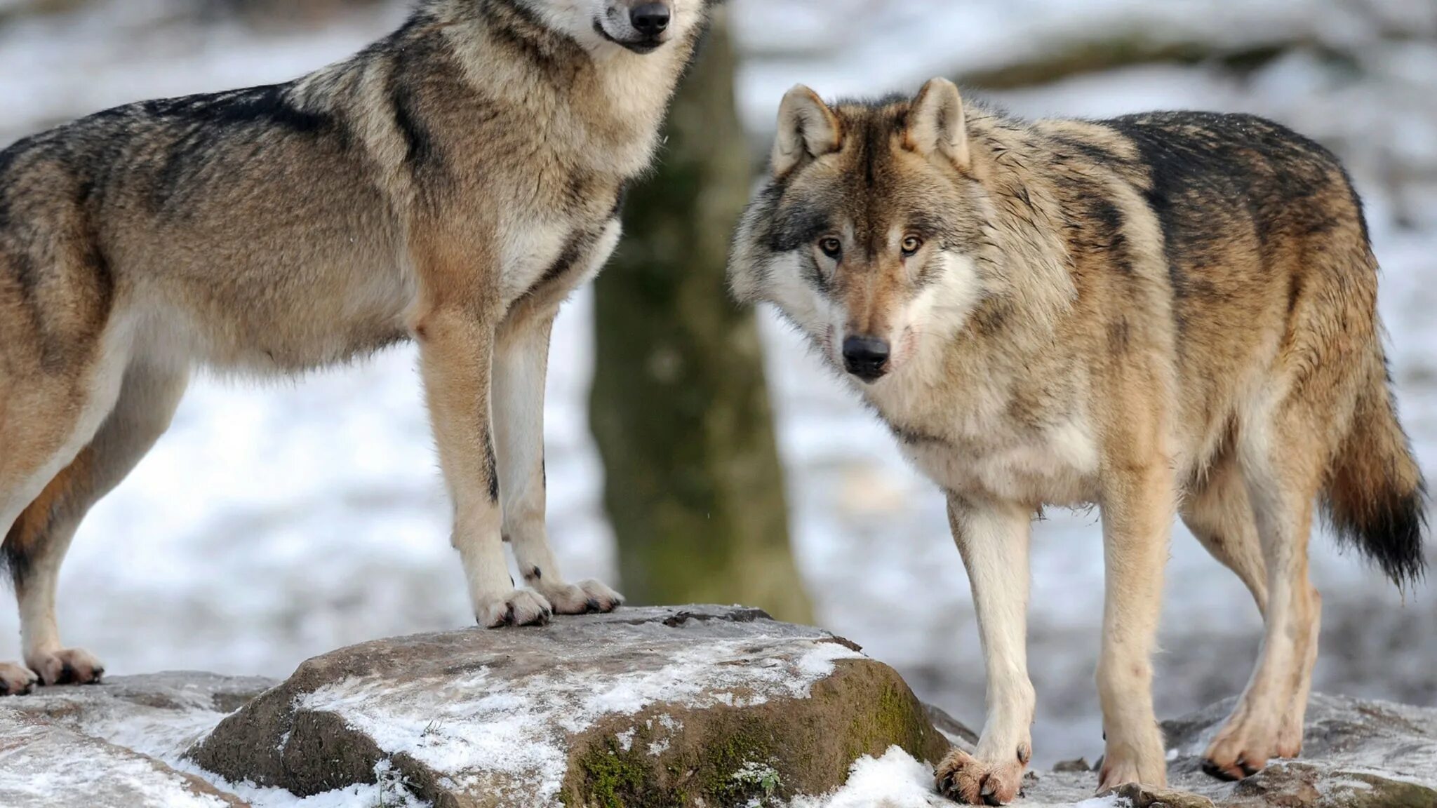 Русский волк. Волк Краснодарского края. Опасные животные волк.