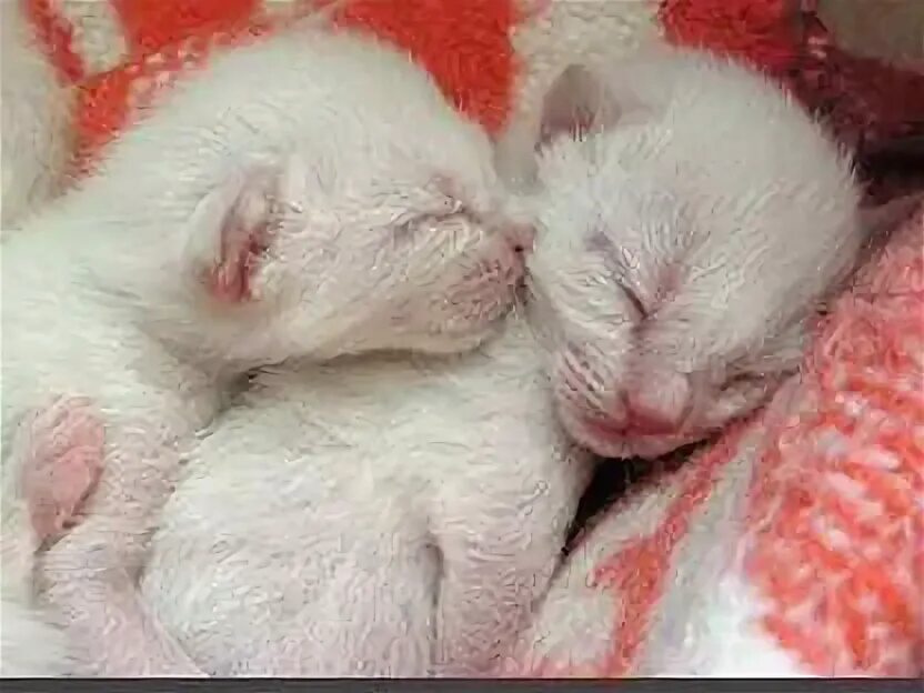 Сиамские котята новорожденные. Новорожденные котята. Новорожденные белые котята. Кошка и новорожденные котята. Новорожденные котята без мамы.