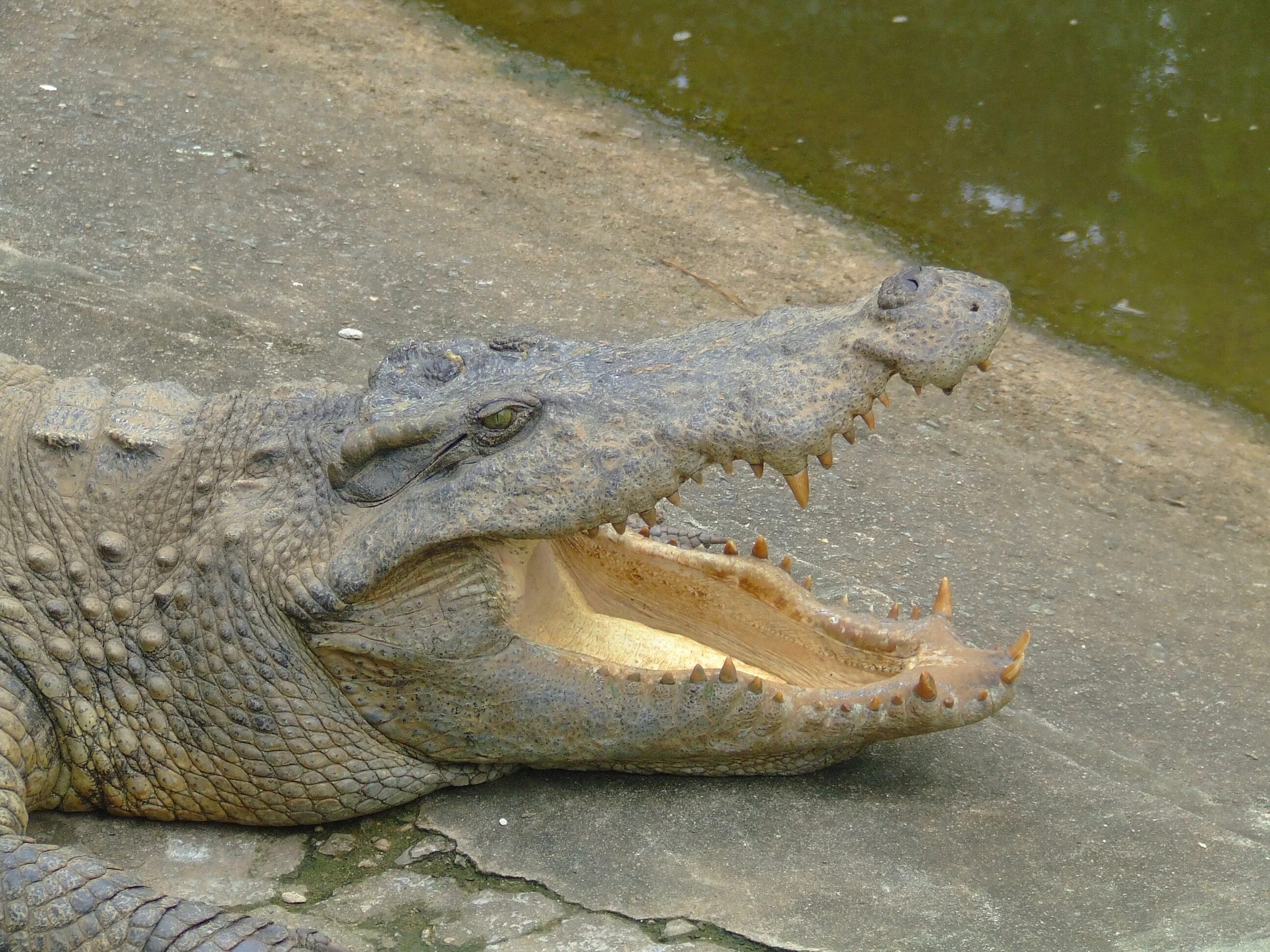 Купить крокодил про. Гавиаловый крокодил. Дикие животные крокодил. Крокодил картинка. Носатый крокодил.