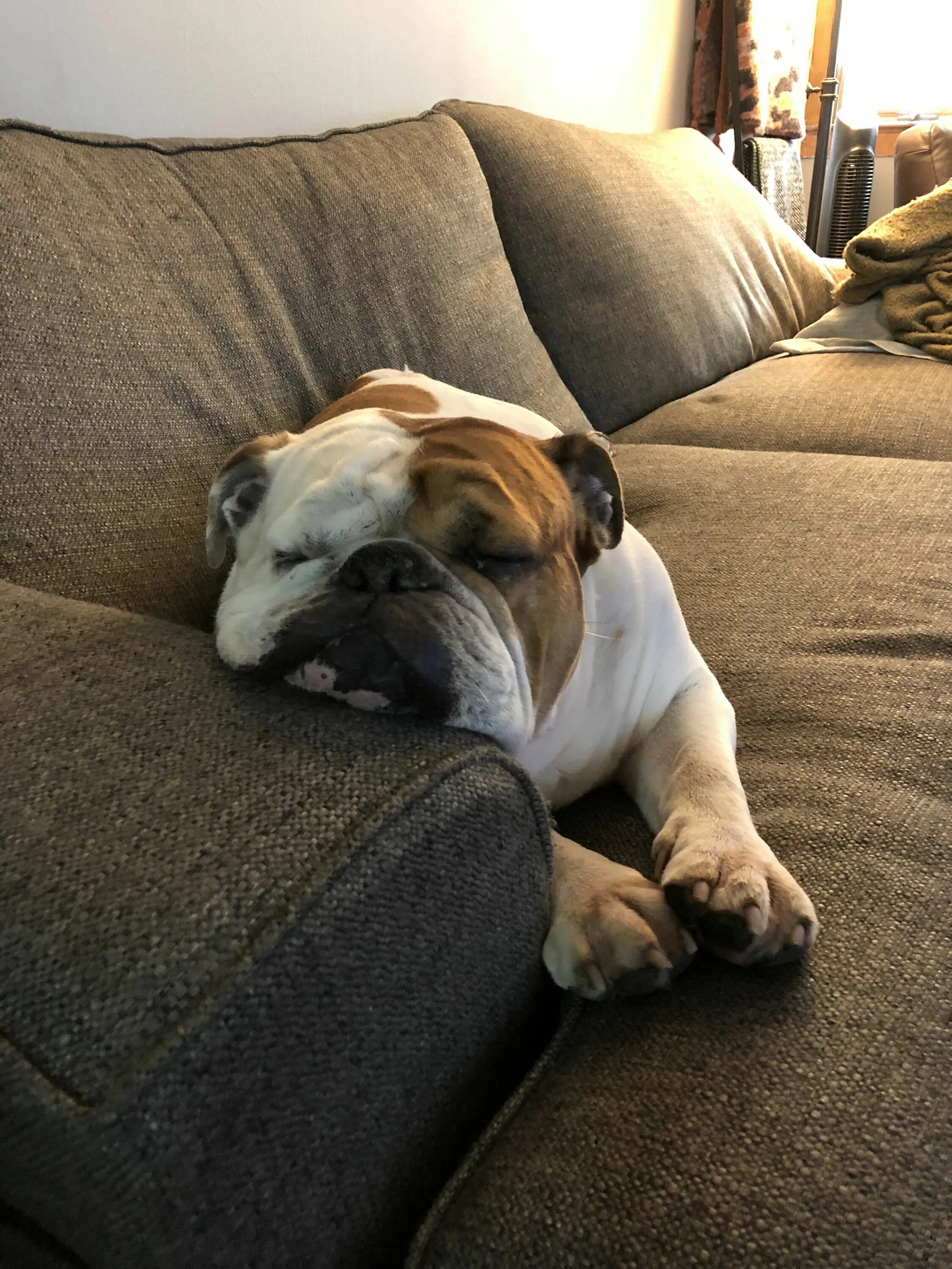 Спящий бульдог. Шарпейный мопс. Бигль и английский бульдог. Спящий бульдог. Щенок английского бульдога.