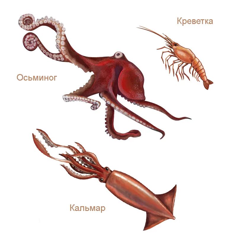 Октопус кальмар Спрут. Кальмар и осьминог. Кальмар и осьминог отличие. Отличие кальмара от осьминога.