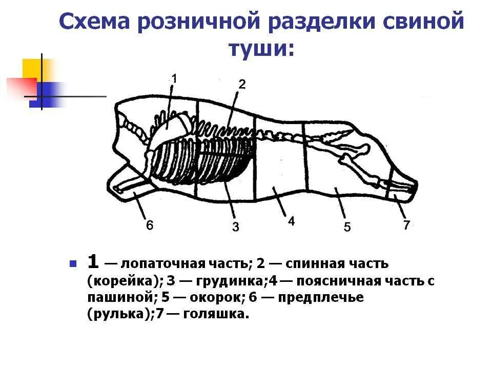 5 свиных туш. Схема разделки полутуши свиньи. Схема разруба туши свиньи. Схема разрубки туши свинины. Схема разруба туши свинины.