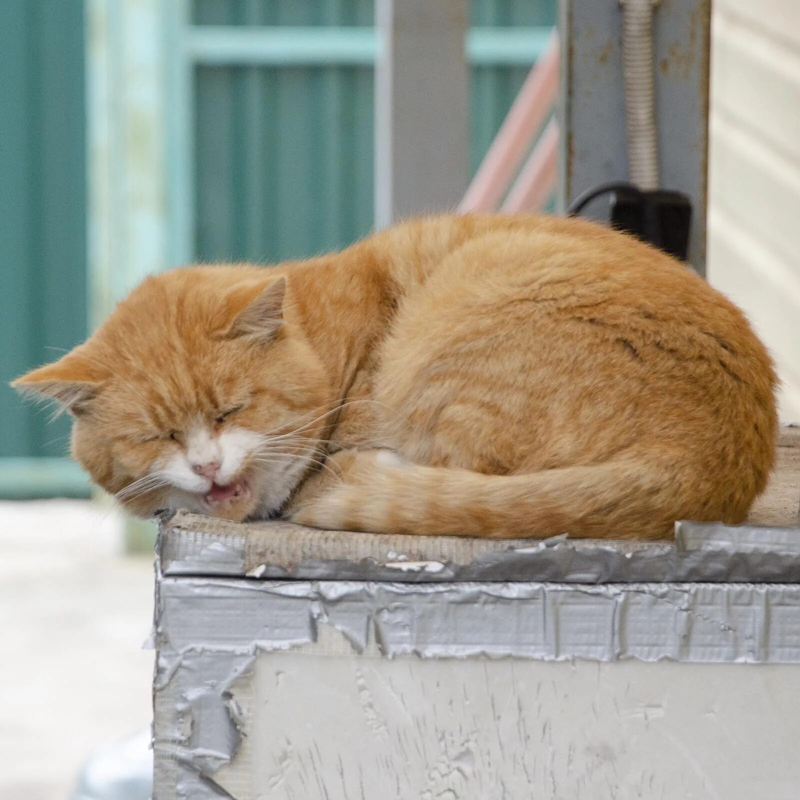 Сибирская кошка рыжая длинношерстная. Котовестник. Натуральный рыжий. Рыжий кот. Рыжие рассказ дзен.