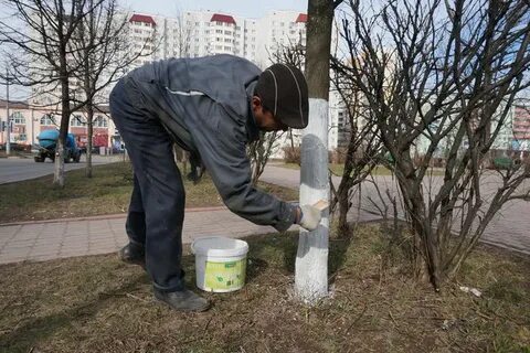 Белит что это