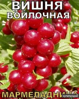 Вишня войлочная описание сорта