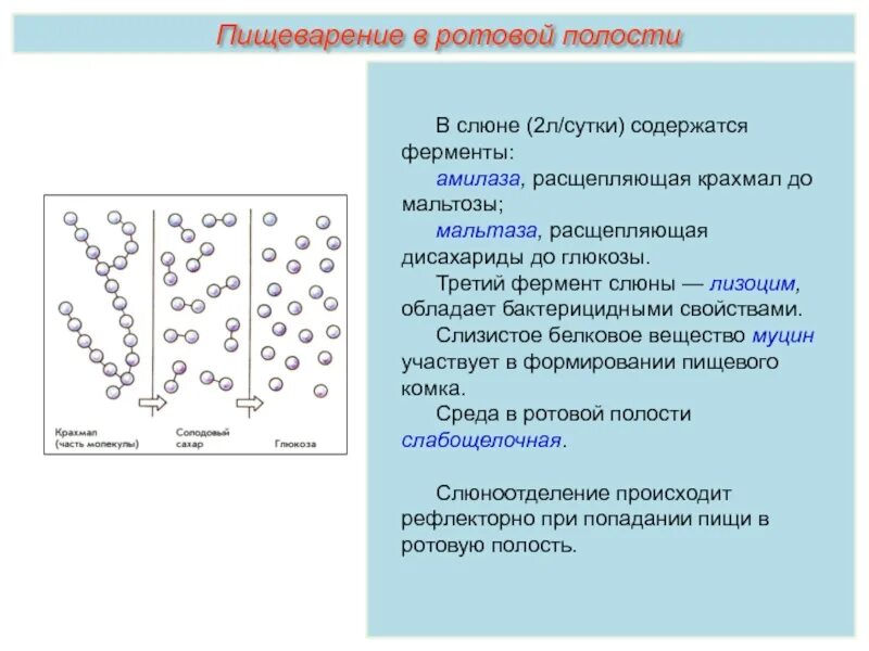 Ферменты слюны расщепляют. Мальтаза фермент слюны. Амилаза слюны расщепляет. Фермент амилаза в слюне. Слюна расщепляет жиры