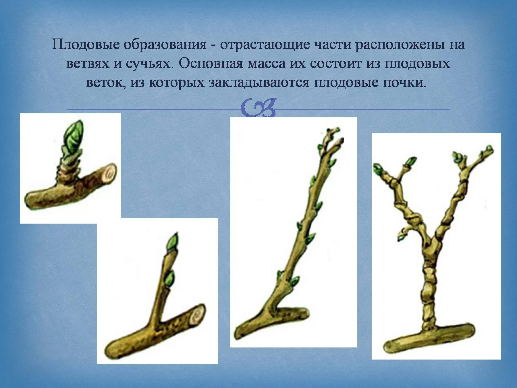 Как отличить плодовую почку