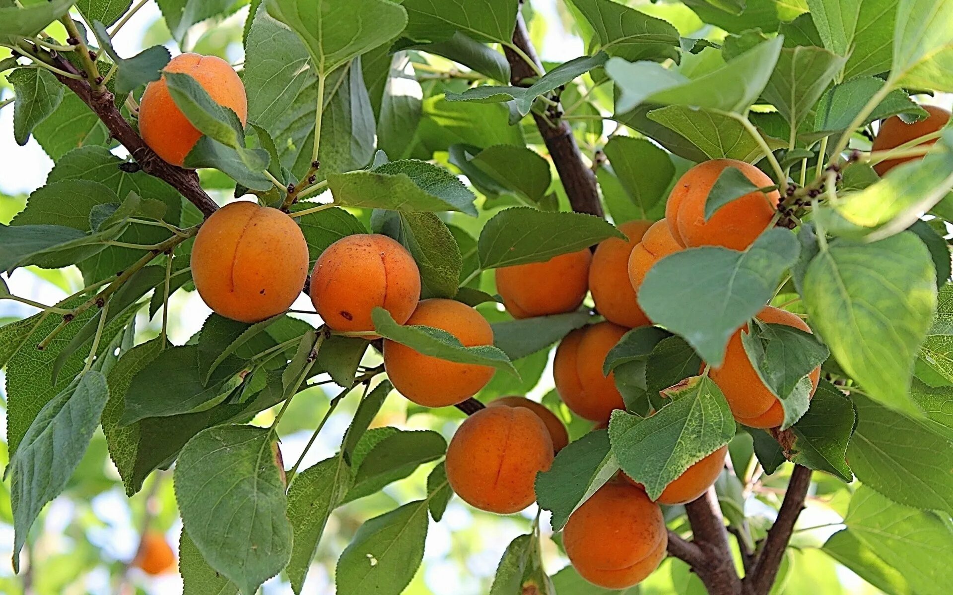 Сколько плодоносит персик. Кульга абрикос. Абрикос кустарник. Плодоносящие деревья. Абрикосовое дерево.