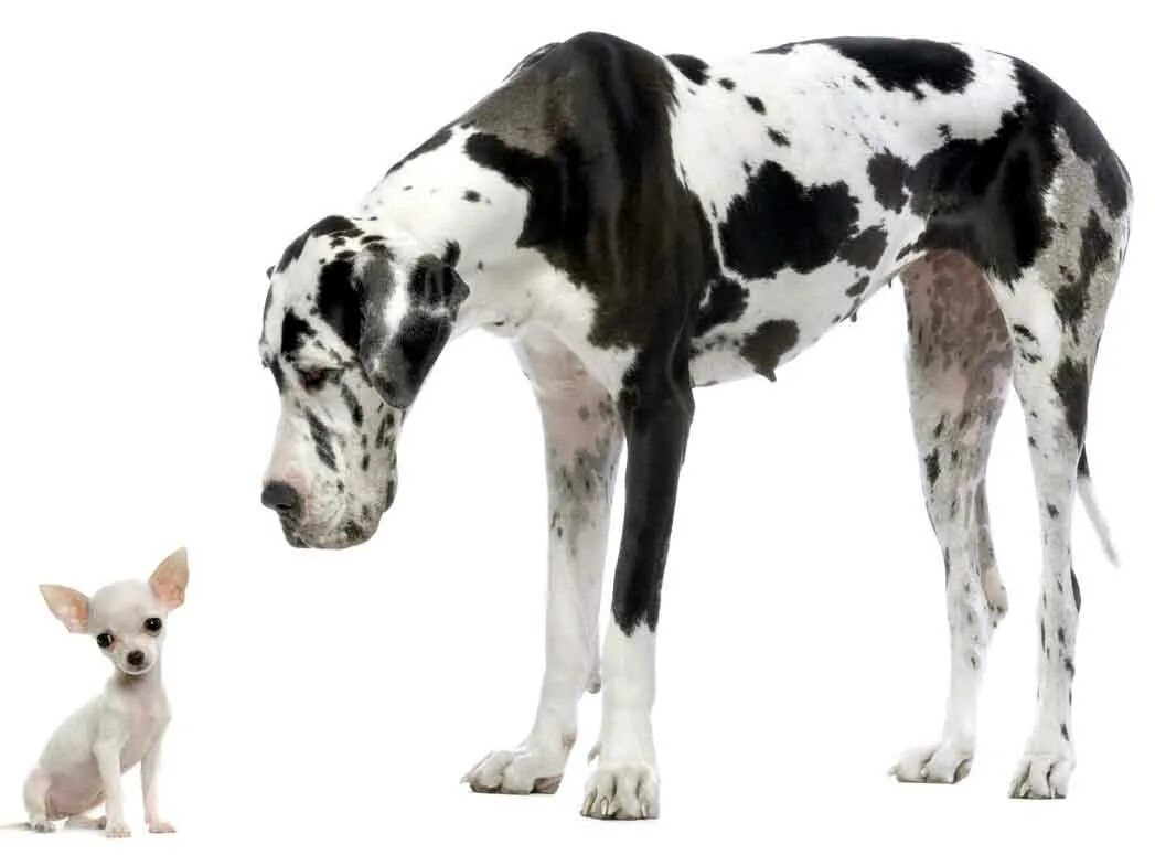 Small to large c