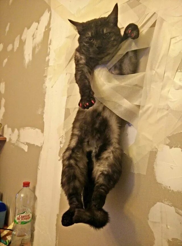 Кот мешал. Кот мешал делать ремонт. коты в квартире. кот прикольный в квартире. кот приклеенный к стене.