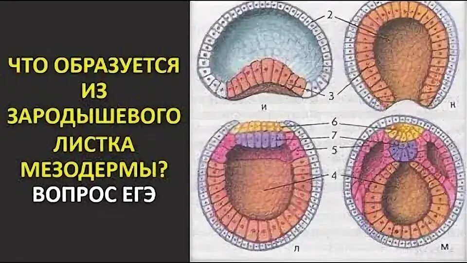 Мезодерма соединительная ткань. Мезодерма соединительная ткань