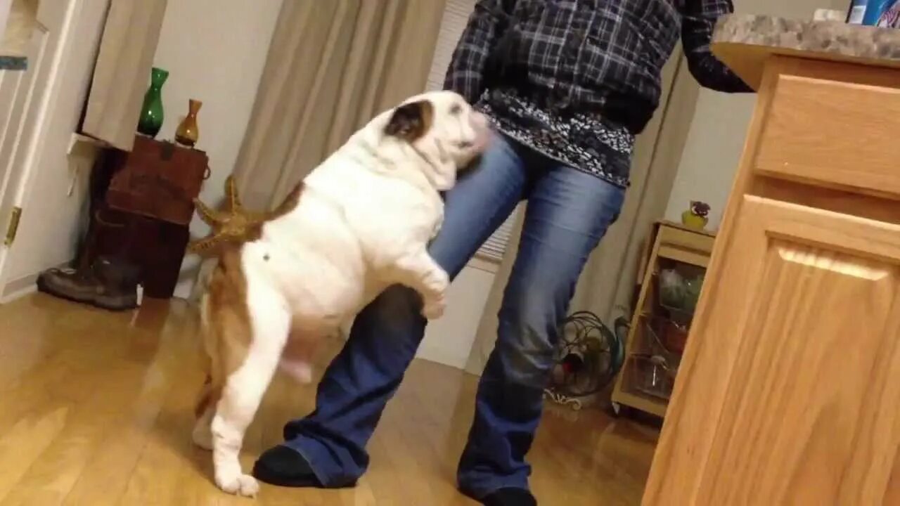 Dog humps girl. Собака зарывает какашки. Фото блюющей собаки смешное. Амстафф сношает подушку. Dog humping.