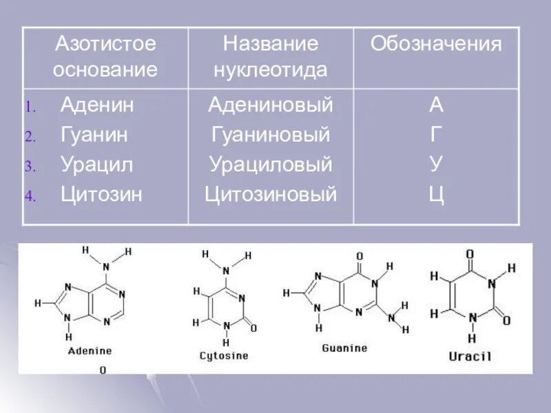 Гуаниновый нуклеотид. Гуанин цитозин Тимин урацил комплементарность таблица. Аденин гуанин цитозин Тимин урацил комплементарность таблица. Гуанин цитозин Тимин комплементарность таблица. Гуанин Тимин цитозин аденин цитозин урацил.