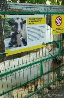 Зоопарк березовая роща новосибирск