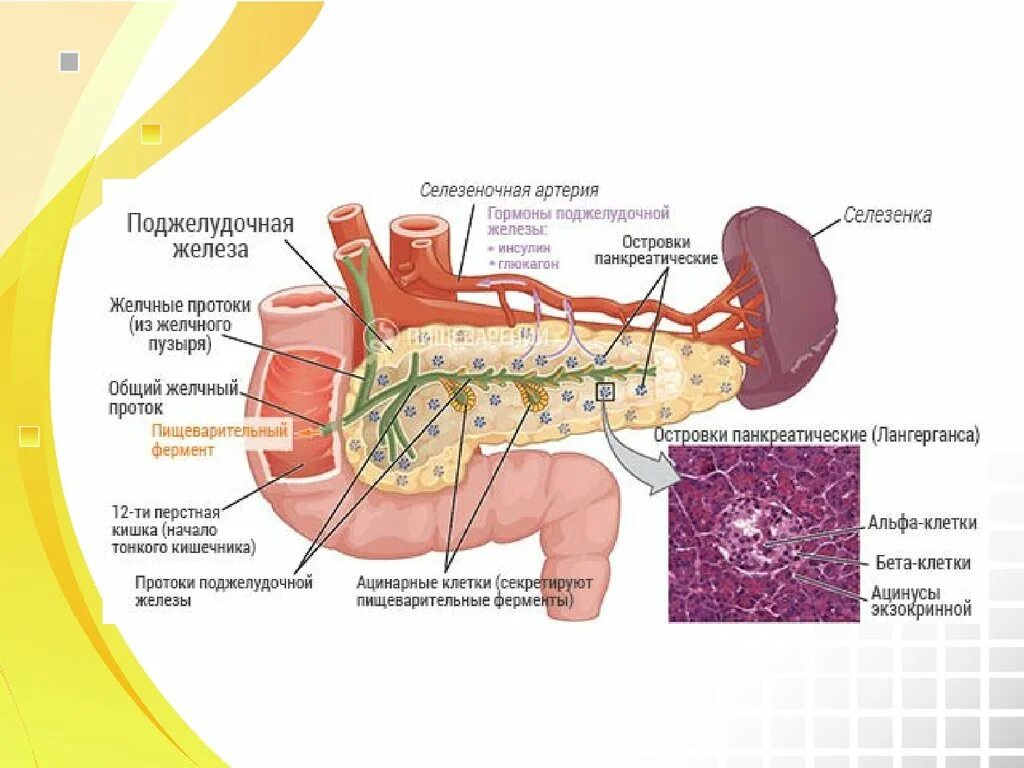 Строение поджелудочной железы человека анатомия. Схема строения поджелудочной железы. Печень и поджелудочная железа анатомия строение. Анатомия поджелудочной железы схема.