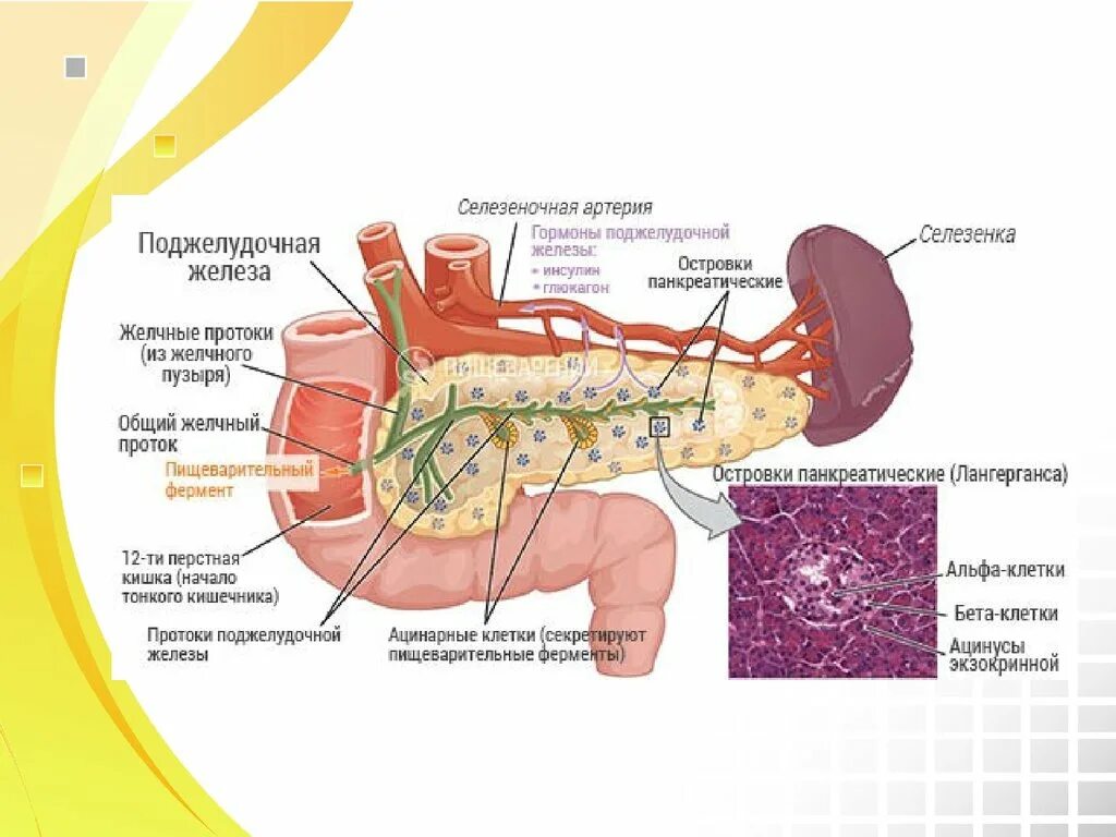 Поджелудочная после удаления желчного. Строение поджелудочной железы человека анатомия. Схема строения поджелудочной железы. Печень и поджелудочная железа анатомия строение. Анатомия поджелудочной железы схема.