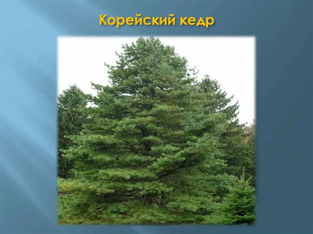 Евразия тайга виды осадков. Корейский кедр. тайга кедры евразии. растения тайги. растительный мир тайги в евразии.
