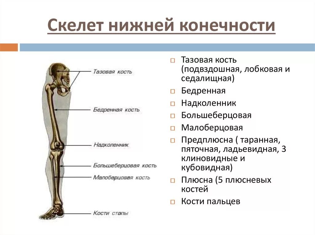 Скелет нижних конечностей человека кости. Скелет костей нижних конечностей отделы. Скелет нижней конечности анатомия. Отделы скелета нижней конечности. Кости составляющие скелет нижней конечности.