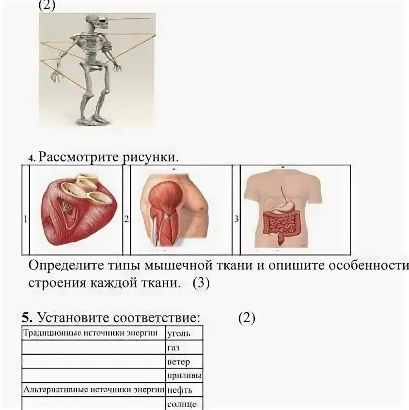 Установите соответствие между характеристикой мышечной ткани. Установите соответствие между характеристикой мышечной ткани
