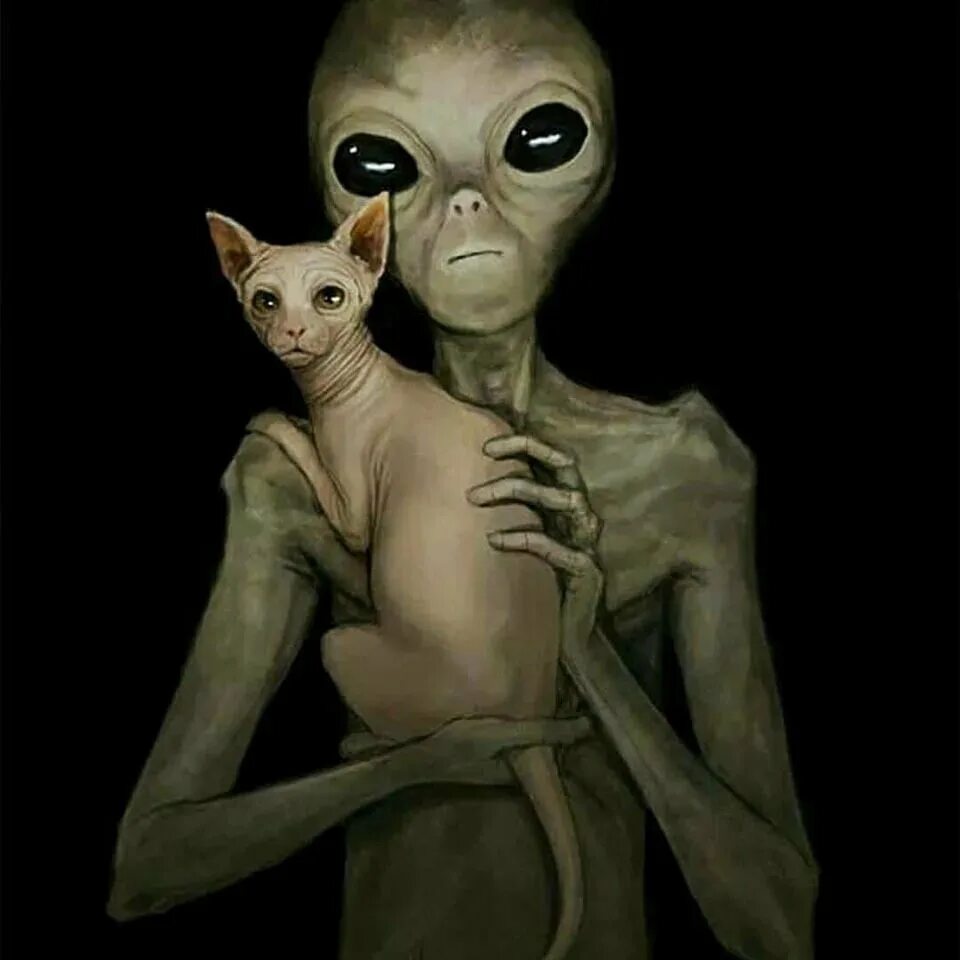 Кот инопланетянин мем