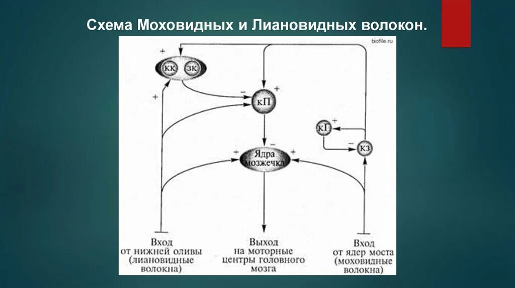 Мозжечок волокна. Моховидные волокна мозжечка. Моховидные и лиановидные волокна. Лиановидные волокна мозжечка. Лазящие и Моховидные волокна мозжечка.