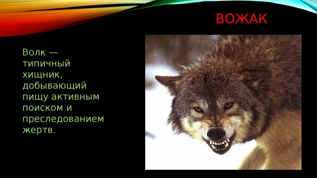 Вожак стаи 5 букв сканворд. Последний волк. волки тип добывания пищи. золотой волчий вожак.