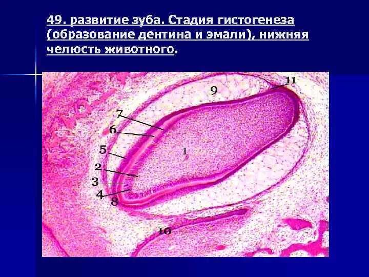 Зубы гистология препарат. Зубы гистология препарат