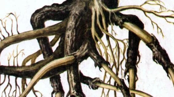 Мор утопия 2 тайники детей. Корни мор. Мраморное гнездо pathologic 2 писари. Корни мор. Корни мор.