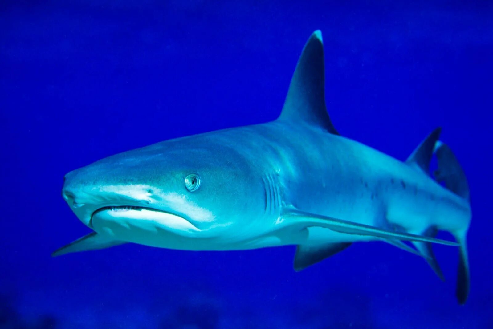 Топ акул. Whitetip reef shark. тупоголовая рифовая акула. австралийская бычья акула. акула живая.