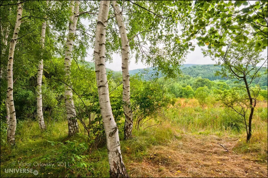 Березы вдали. Березовая роща Якутии в далеке. Небольшая Березовая роща на окраине села. Березы панорама. Березовая роща панорама.