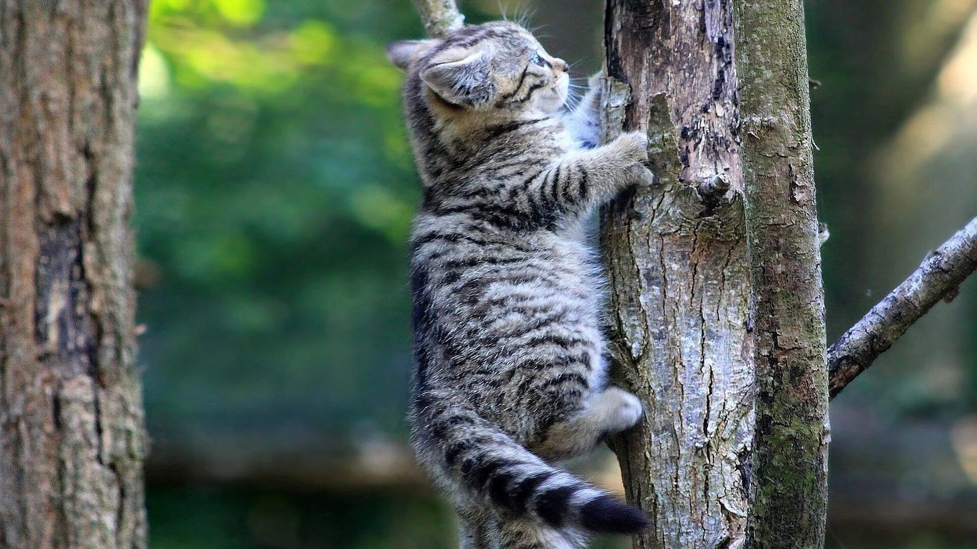 I can climb like a cat