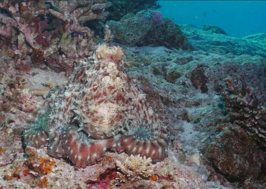Карибский рифовый осьминог. Мимикрия осьминога. Мимикрия головоногих. Осьминог маскируется.