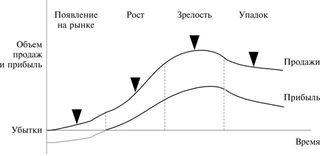 Жизненный цикл профессии. Кривая жизненного цикла икеа. Цикл жизни человека. Кривая циклов жизни. Цикл жизни профессии.