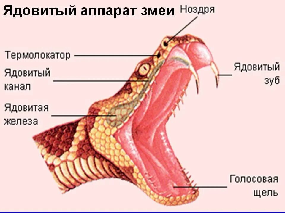 Ротовая полость земноводных